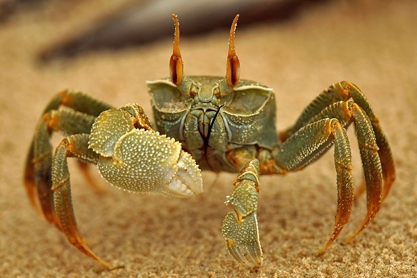 Wildlife and travel