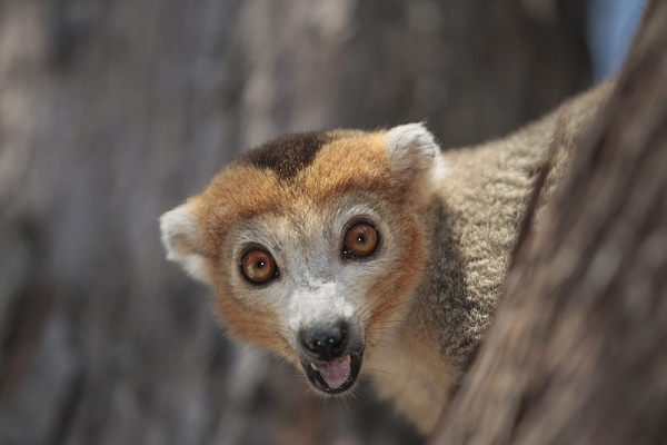 Wildlife portrait